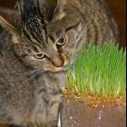 ORGANIC CAT GRASS - 1/2 POUND